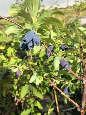 7_fruits__feuilles_original