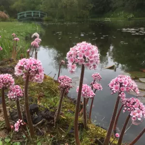 Darmera-peltata-general_original