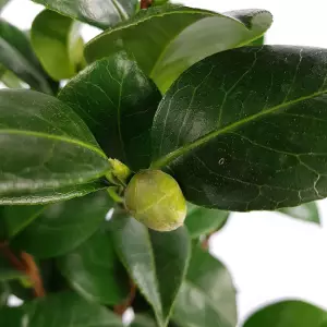 11_feuilles_original